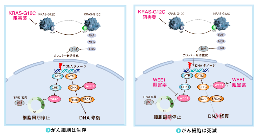 KRAS 変異肺癌に対する KRAS 阻害薬と WEE1 阻害薬の新規併用療法の開発