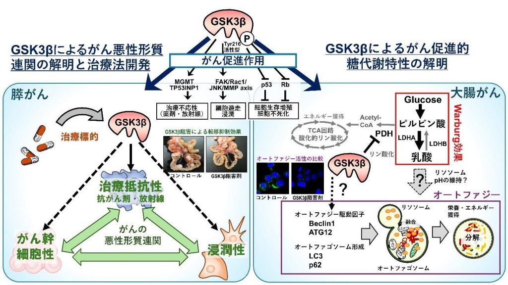 GSK3βを標的としたがん治療法の開発