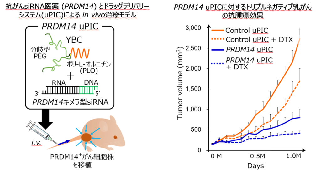 抗がん siRNA 医薬 (PRDM14) とドラッグデリバリーシステム (uPIC) による in vivo 治療モデル